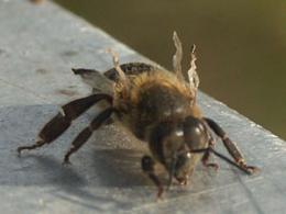 Re: Meine Bienen am 28.10.2011