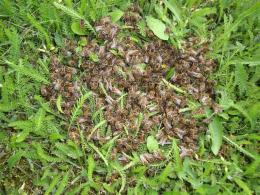 Handvoll Bienen im Gras in Nähe eines Bienenstandes