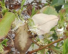 Tolle Bienenweide von Jan. - Mai.